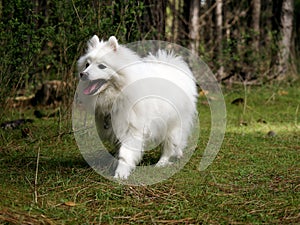 Japanese Spitz Dog in Mushroom Forest