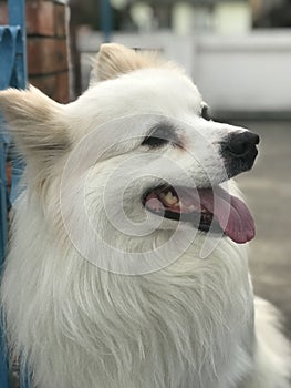 Japanese spitz