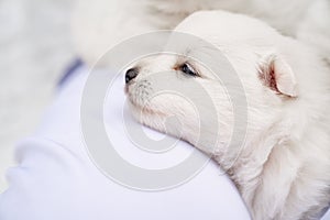 Japanese Spitz puppy on man's shoulder. cute white fluffy dogs.