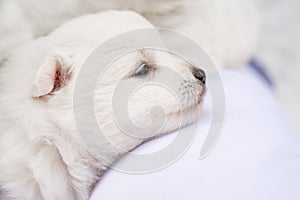 Japanese Spitz puppy on man's shoulder. cute white fluffy dogs.