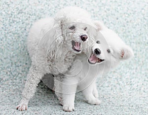 Japanese Spitz puppy and poodle dog play together