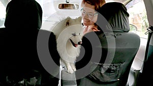 Japanese spitz samoed puppy in a car waiting for owner, travel concept, dog safety, pup ready for road trip