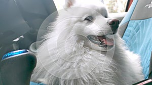 Japanese spitz samoed puppy in a car waiting for owner, travel concept, dog safety, pup ready for road trip