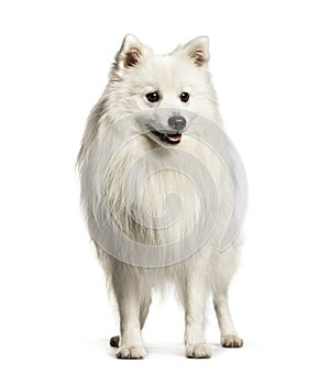 Japanese Spitz sitting against white background