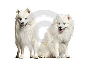 Japanese Spitz sitting against white background