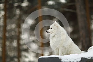 Japanese spitz