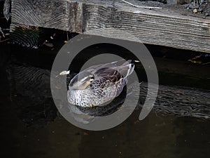 Japanese spotbill rests on a river 1