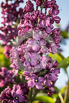 Japanese spring Cherry