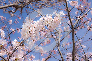 Japanese Spring represent with a cherry blossom or â€œSakuraâ€ in the morning clear sky.