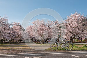 Japanese spring scenic with cherry blossom, Arashiyama, Kyoto