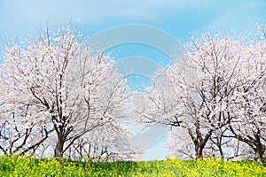 Japanese spring scenics