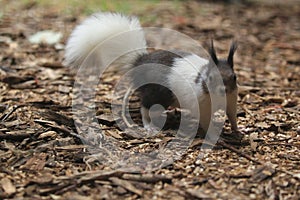 Japanese squirrel