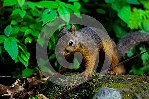 Japanese Squirrel-Sciurus lis photo