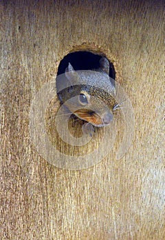 Japanese squirrel