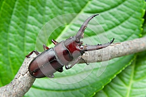 Japanese stag beetle called in japan kuwagata mushi. Isolated on green leaves background photo