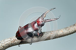 Japanese stag beetle called in japan kuwagata mushi. Isolated on green leaves background. Isolated on gray background. Close-up photo