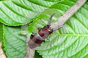 Japanese stag beetle called in japan kuwagata mushi photo