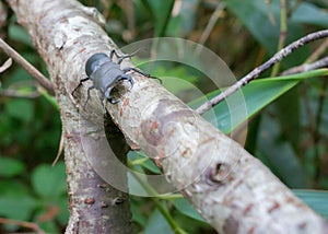 discovering a beetle in the Japanese Alps photo