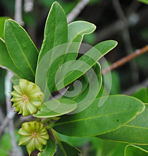 Japanese Star Anise Illicium anisatum