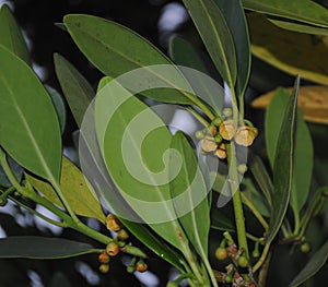 Japanese Star Anise Yellow Flower