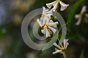 Japanese star jasmine ( Trachelospermum asiaticum ) flowers.