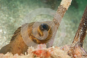 Japanese stingfish