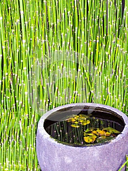 Japanese stone basin with floating Lily pads and bamboo reflections.