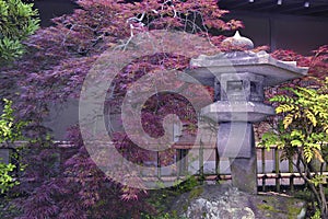 Japanese stone garden