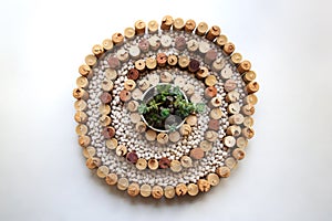 Japanese stone garden concept with wine corks, white kidney beans and succulents
