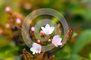 Japanese style plants in garden