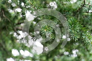 Japanese style plants in garden