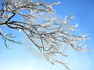 Japanese style winter tree detail