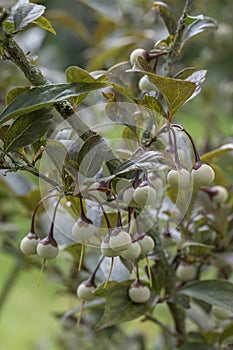 Japanese Styrax japonicus Pink Snowbell, bronze-green foliage and fruit photo