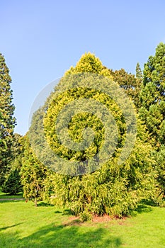 Japanese sugi pine or Japanese red-cedar, cryptomeria japonica