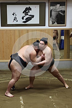 Japanese sumo at sumo training