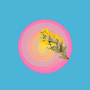 Japanese sunrise concept. A branch of yellow flower- gorse hedging with circular pink yellow space. Blue background