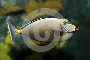 Japanese tang