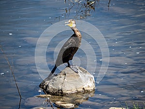 Japanese Temminck`s cormorant on rock in Saza River 2