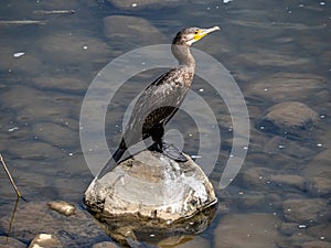 Japanese Temminck`s cormorant on rock in Saza River 5