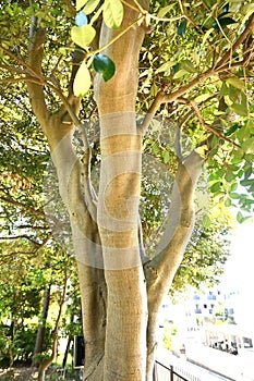 Japanese ternstroemia ( Ternstroemia gymnanthera ) tree and leaves.