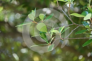 Japanese ternstroemia ( Ternstroemia gymnanthera ) tree and leaves.
