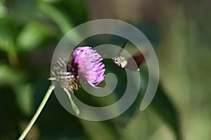 Japanese thistle Cirsium japonicum