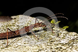 Japanese thorn stick insect