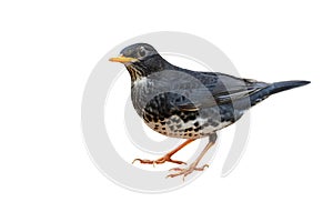 Japanese thrush bird