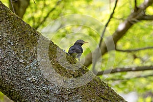 Japanese Thrush on a branch in the forest