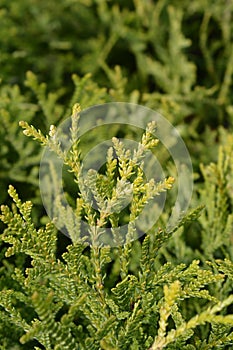 Japanese thuja photo