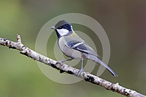 Japanese Tit Parus minor Birds of Thailand