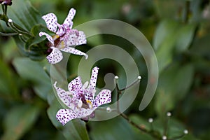 Japanese toad lily Tricyrtis hirta two blooms, space for text
