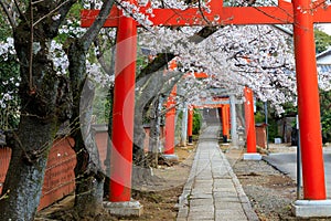 Japanese torii gate at spring