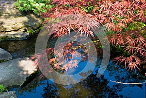 Japanese traditional garden in Kyoto